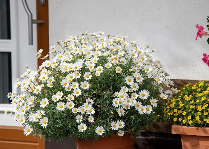 Haus Tirol アパート *