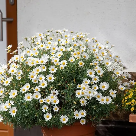 Haus Tirol Apartment *